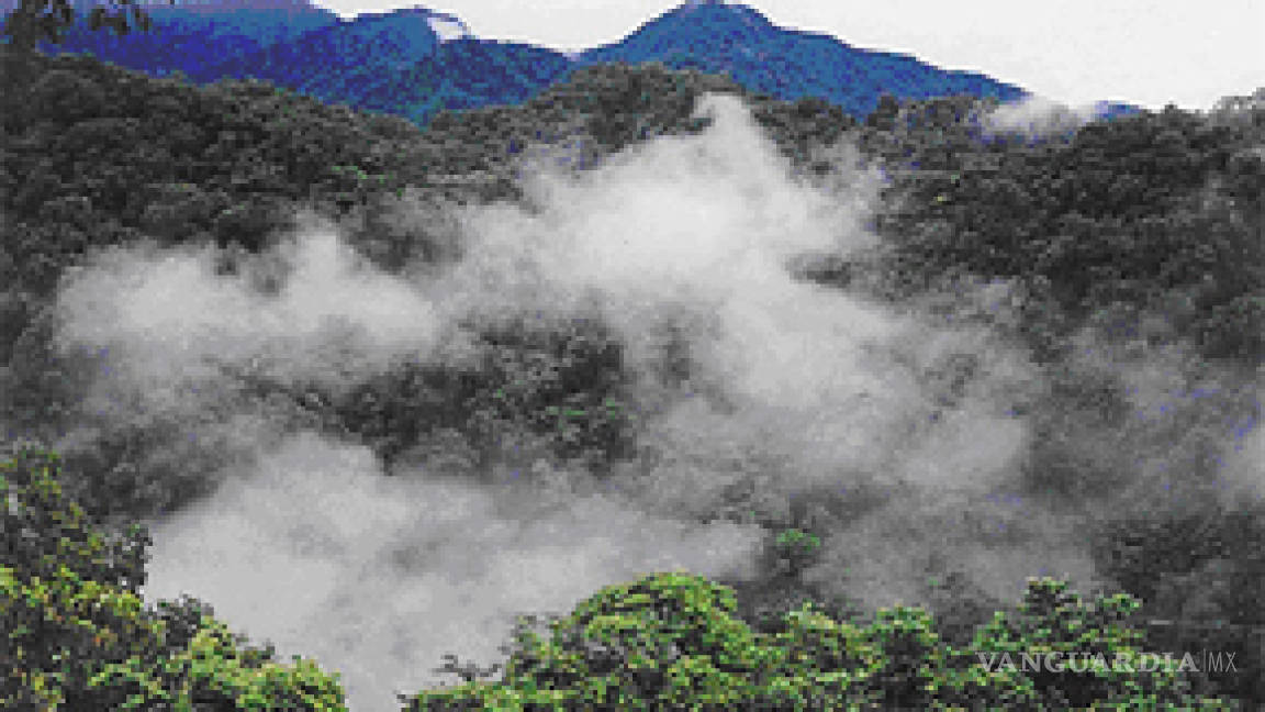 Las Yungas y Bosques nubosos en peligro