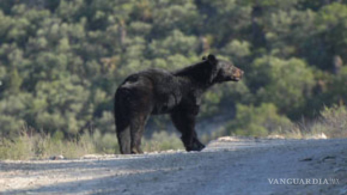 Reportan 180 avistamientos de osos en Coahuila
