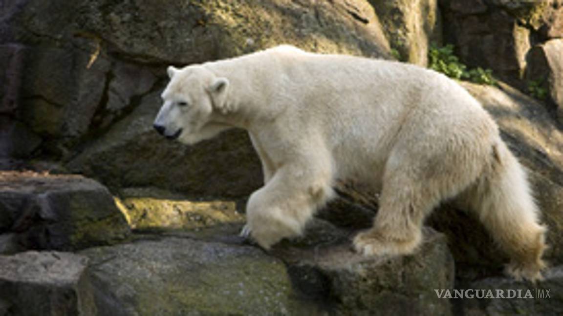 Desciende el oso polar del oso pardo