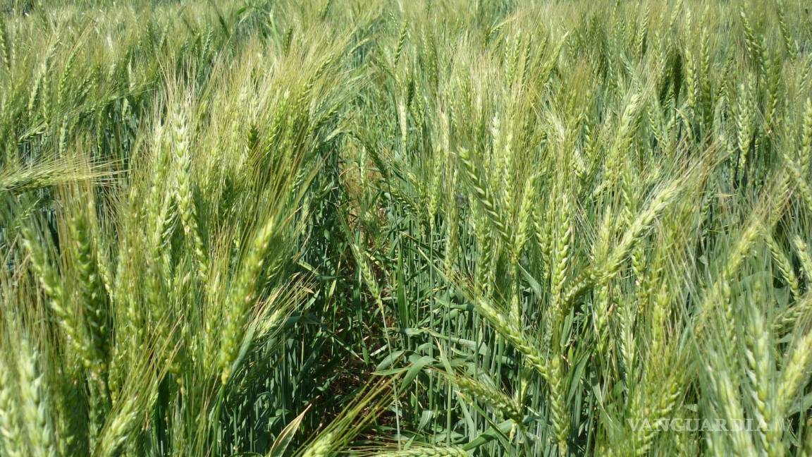 Estiman aumento en producción de trigo panificable en el ciclo otoño-inverno 2019