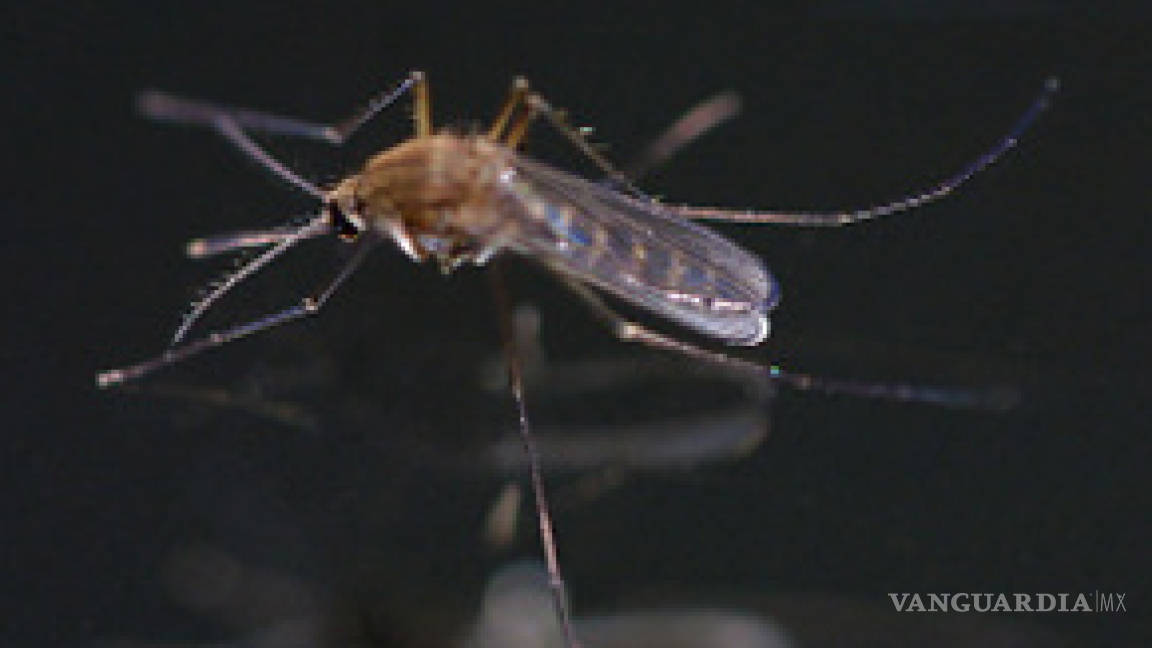 Refuerzan medidas en Quintana Roo por brote de dengue