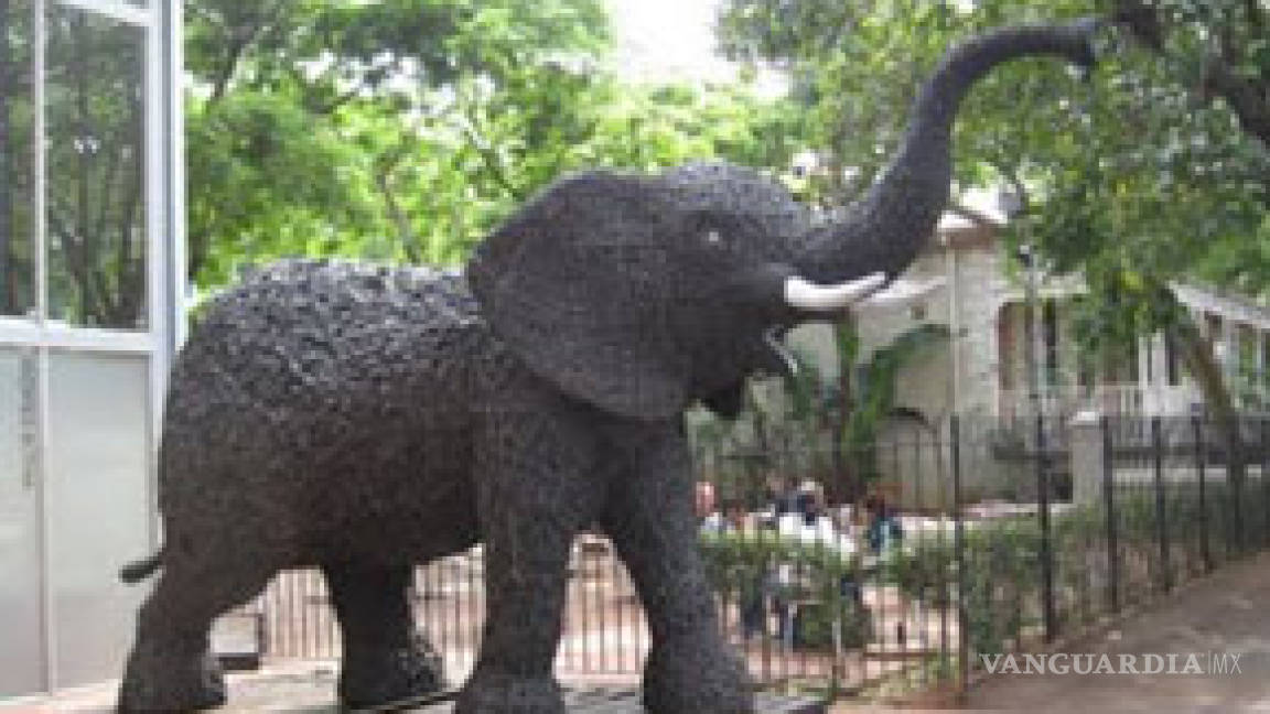 Seguirá exhibiéndose hasta enero la elefanta Nomkhubulwane