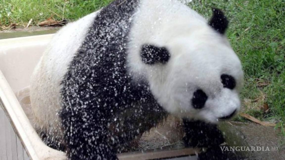 China despide al panda más viejo del mundo