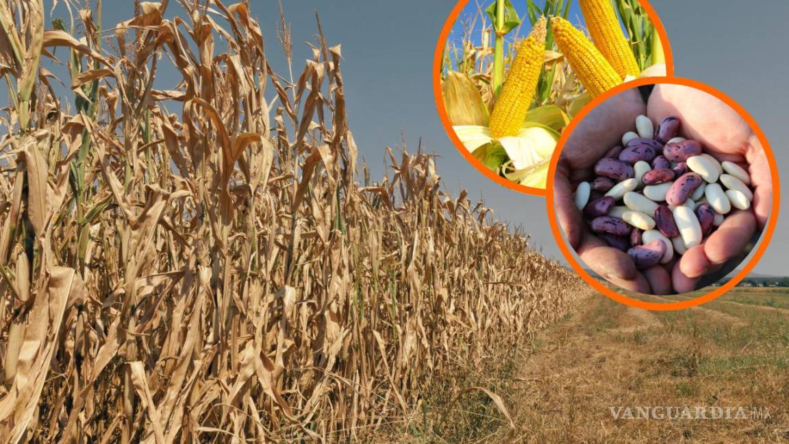 Cultivos de temporada enfrentan estragos en Zacatecas y Durango; frijol y maíz principales afectados
