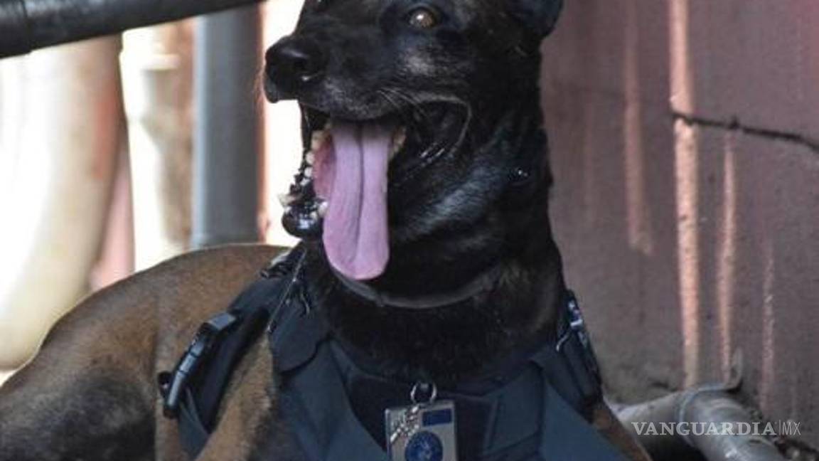 $!Según las primeras versiones, la perrita murió por un golpe de calor.