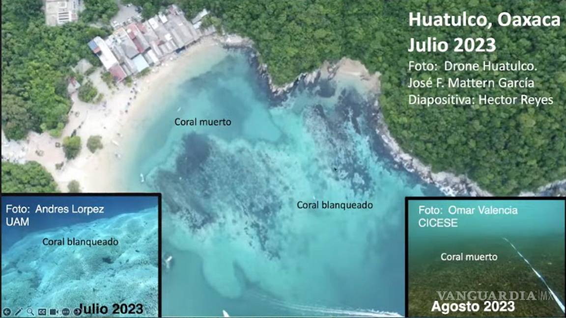 Alerta UNAM muerte masiva de corales en las costas de México