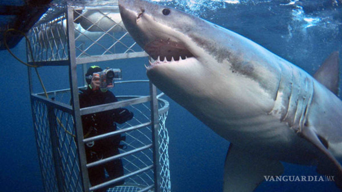 México exige nuevas jaulas para bucear con tiburones
