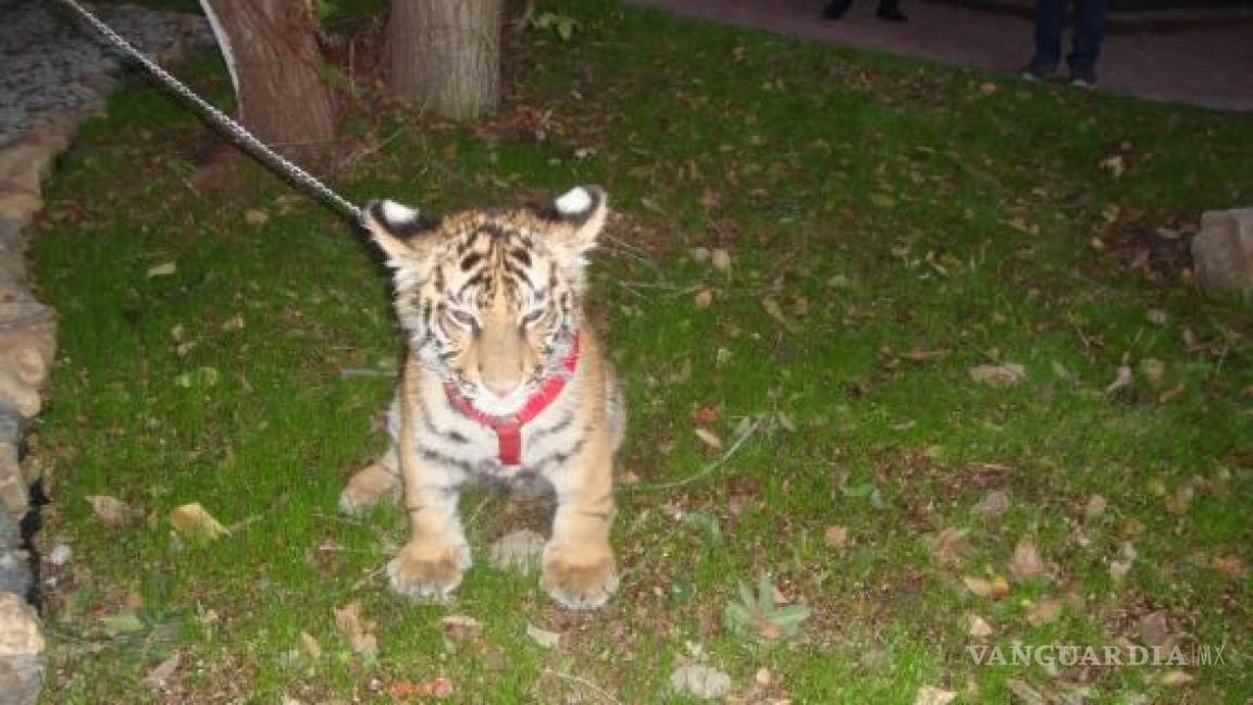 Profepa asegura tigre de bengala en Tijuana; dueño lo paseaba por la calle