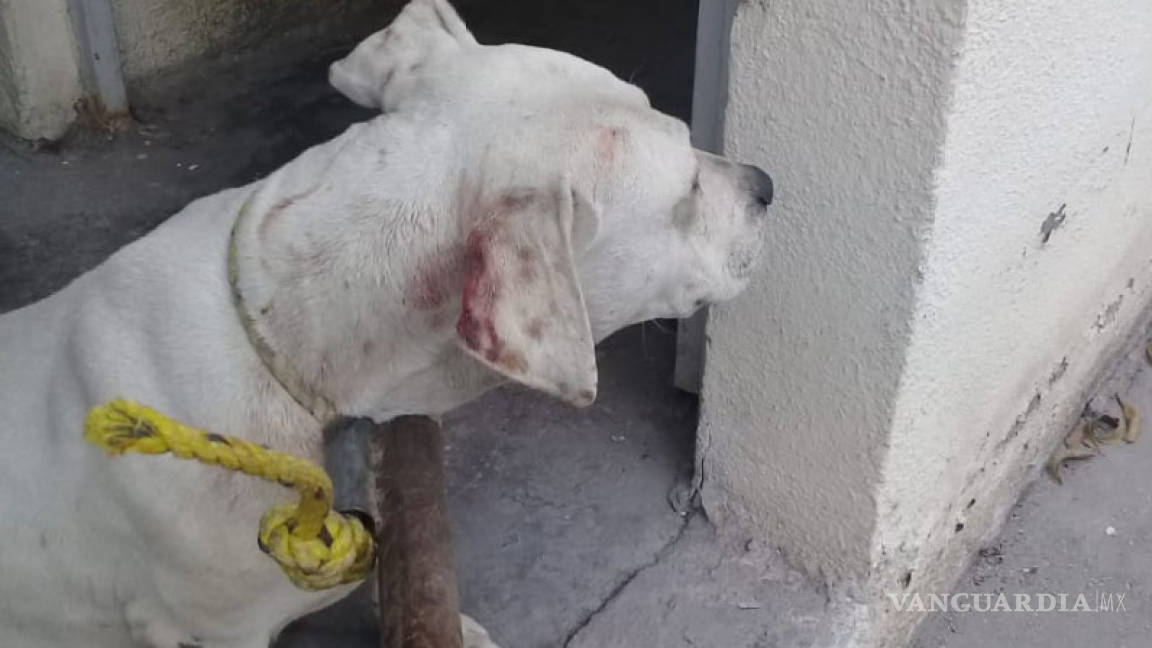 Perros callejeros muerden a dos niños en Monclova