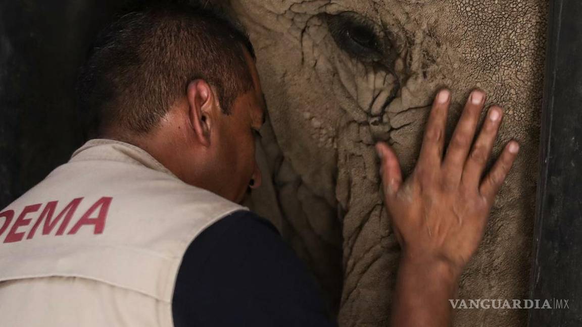 $!El Zoológico de San Juan de Aragón le da la atención que requiere para los problemas de salud crónicos con los que llegó, determinó la autoridad
