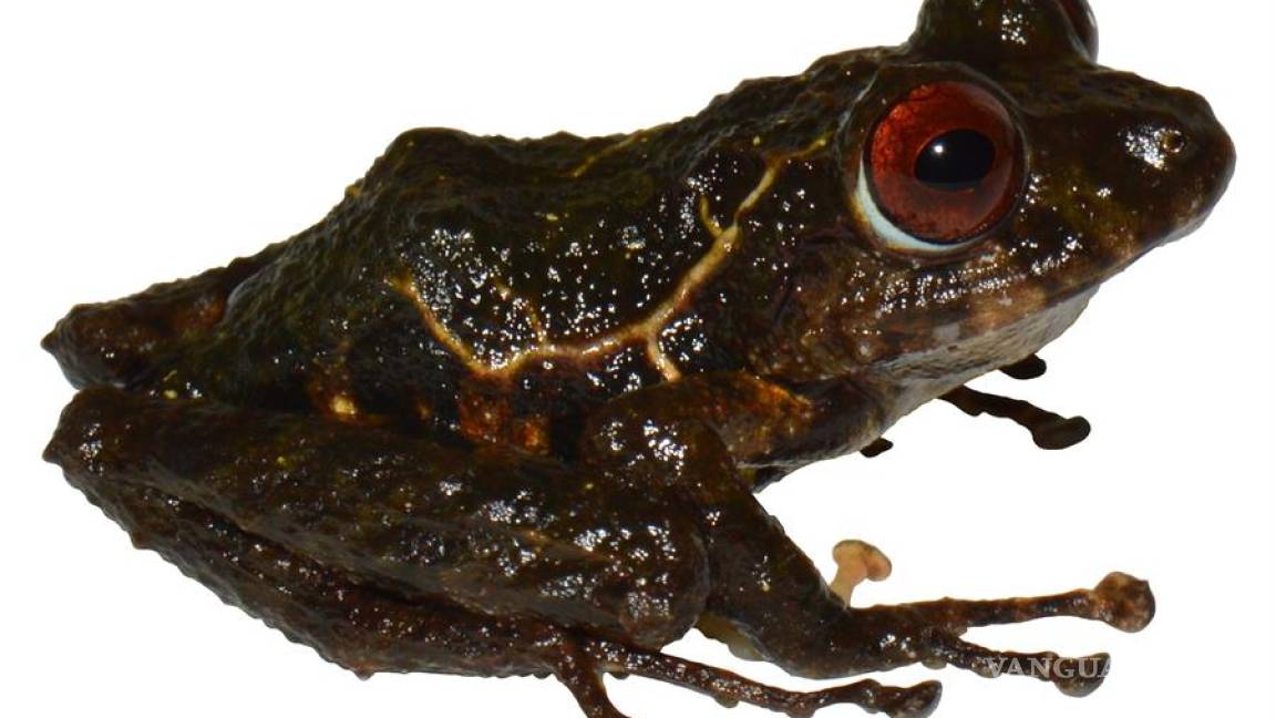 Nueva especie de rana descubierta en Ecuador es nombrada &quot;ledzeppelin&quot;