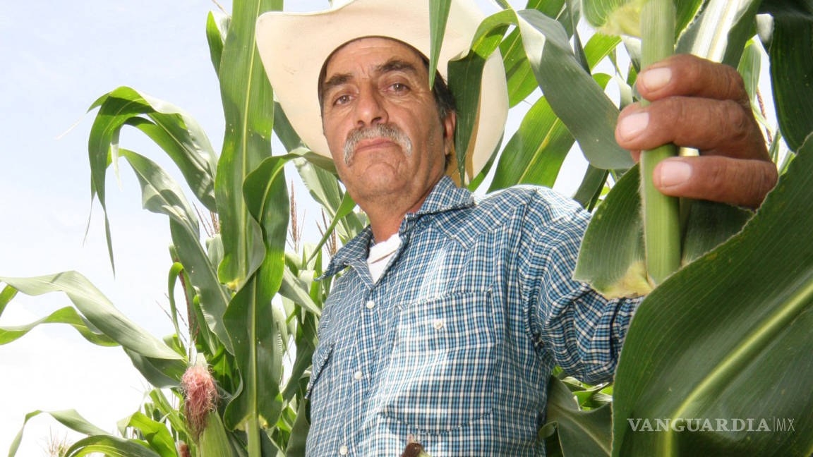 Calor no afecta cosechas en Coahuila