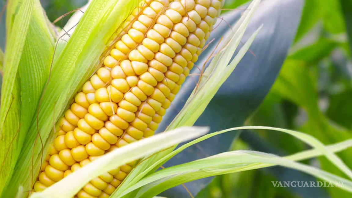 Pese a disputa, México compró 215 mil toneladas de maíz amarillo estadunidense