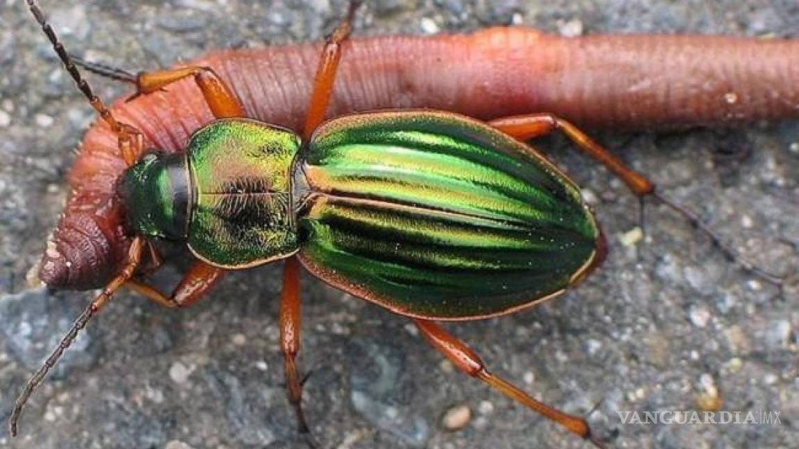 ¿Es peligroso el Escarabajo Bombardero?... alertan por este insecto y aquí te contamos cómo deshacerse de ellos