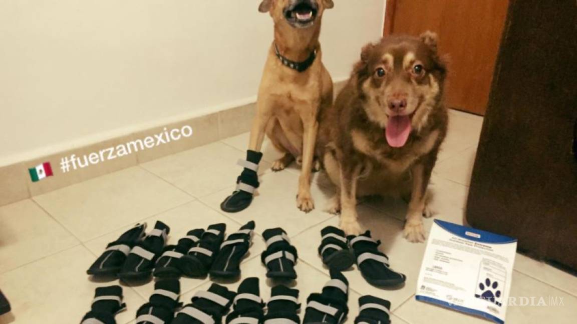 México pide que donen botitas para los perros de rescate