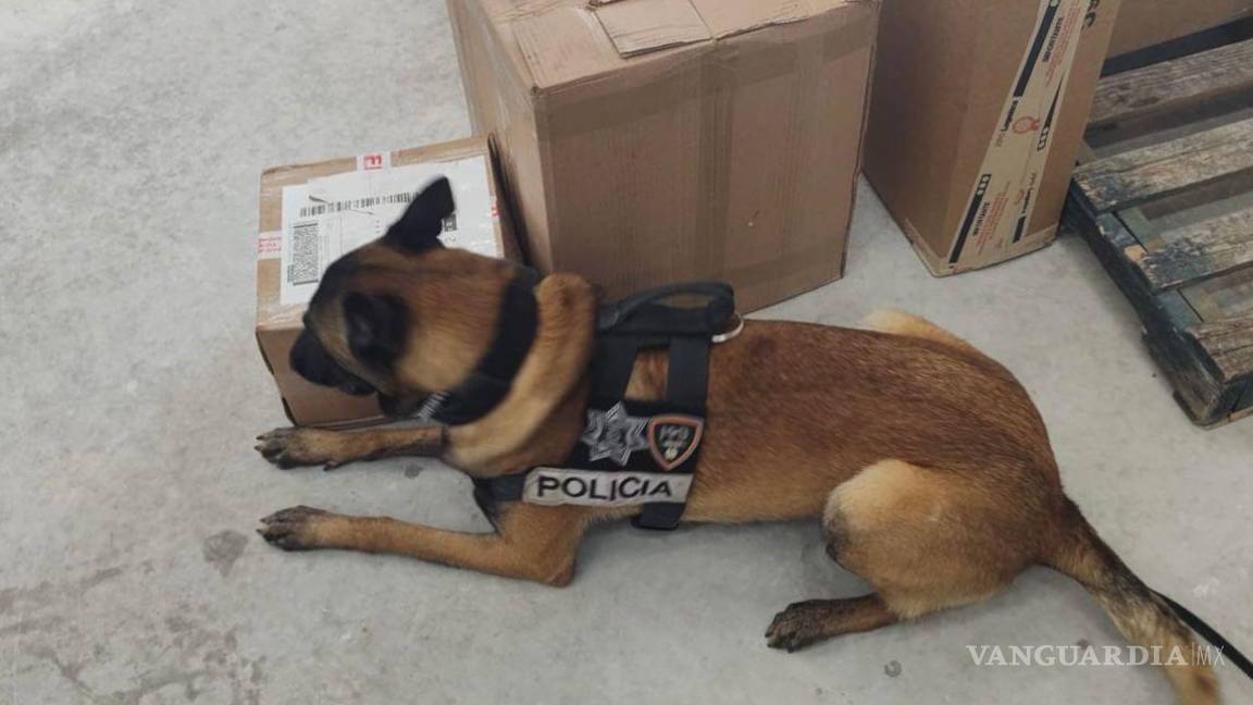 Localiza binomio canino 2 paquetes de presunta droga en Torreón