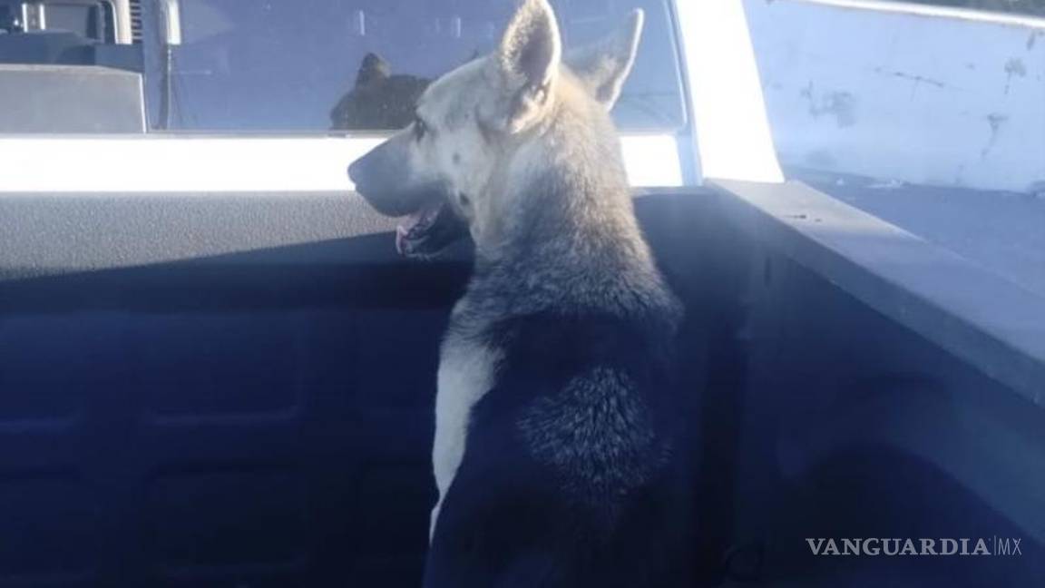 $!Con una actuación rápida y precisa, la oficial Coronel logró asegurar al perro y subirlo a la caja de su unidad.