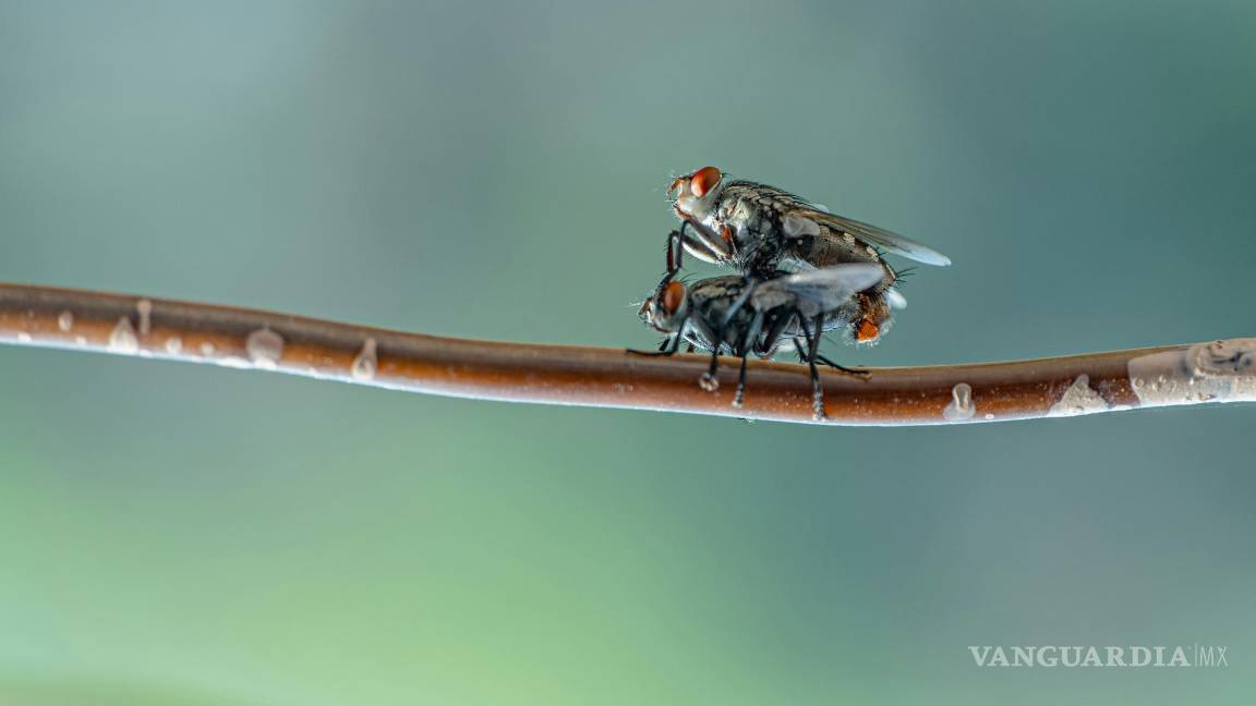 $!Las moscas se reproducen rápidamente en condiciones favorables, lo que puede llevar a una sobrepoblación en ciertas áreas.