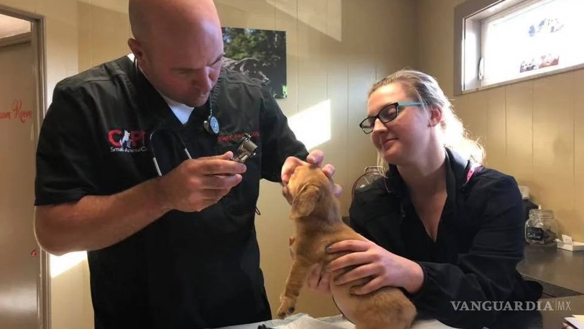 $!Conoce al 'perro-unicornio': cachorrito nace con cola en la cabeza