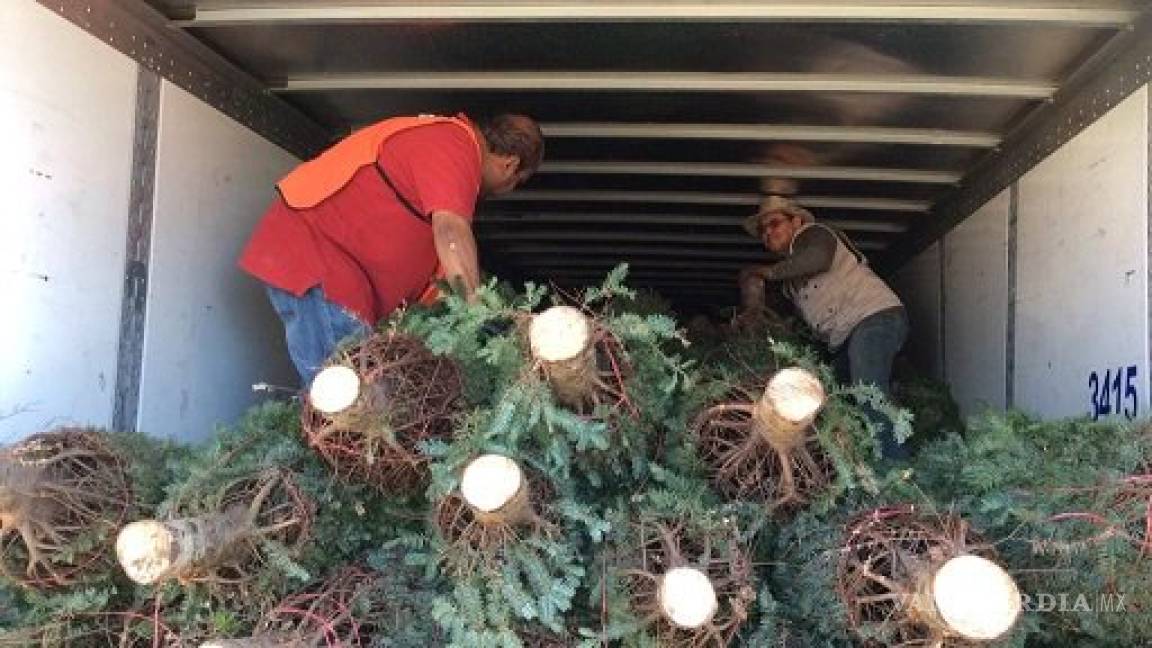 Profepa regresó 2,135 árboles de Navidad a EU por plaga