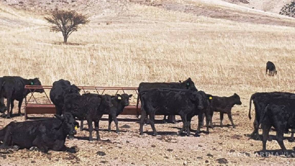 $!Encuentran llamas, bisontes y jabalíes en ranchos incautados a César Duarte