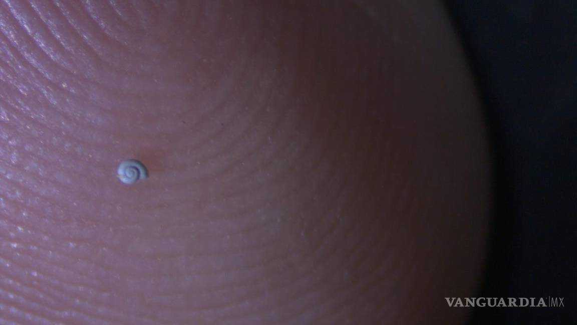 $!Esta nueva especie de caracol fue ubicado en la zona de Los Chorros, en la Región Sureste de Coahuila.