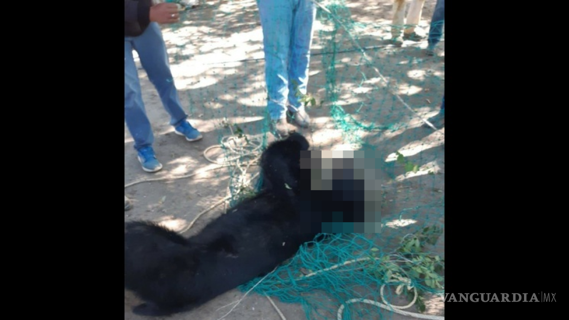 Nuevo León mata o expulsa a sus osos negros