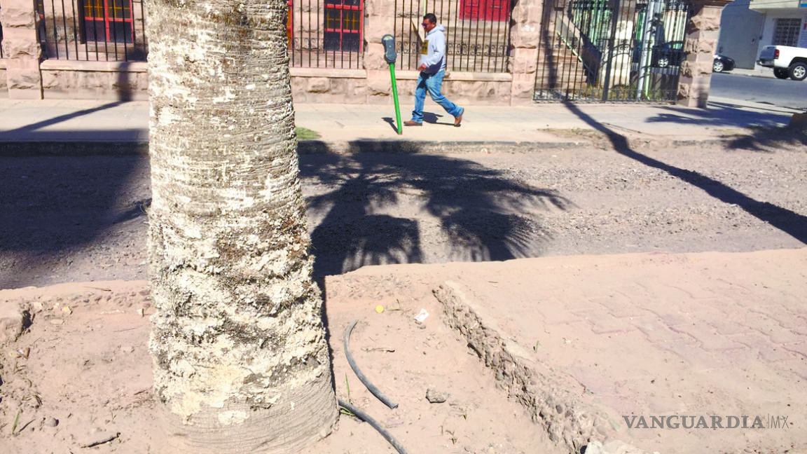 Zona de claroscuros la avenida Morelos de Torreón