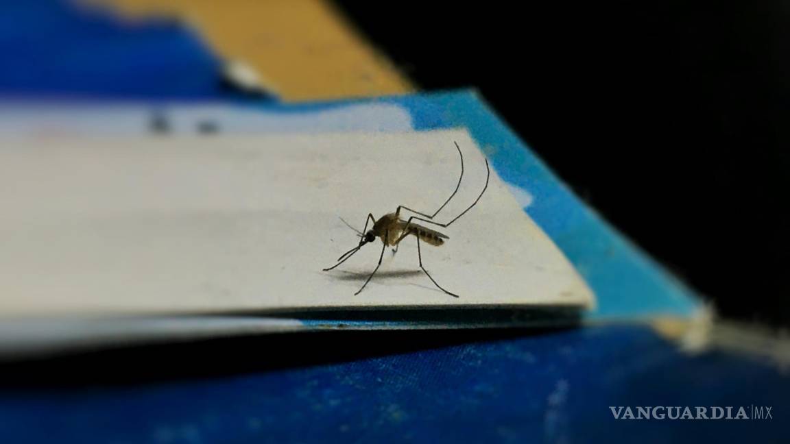 Confirman caso de dengue en la colonia Praderas de Saltillo