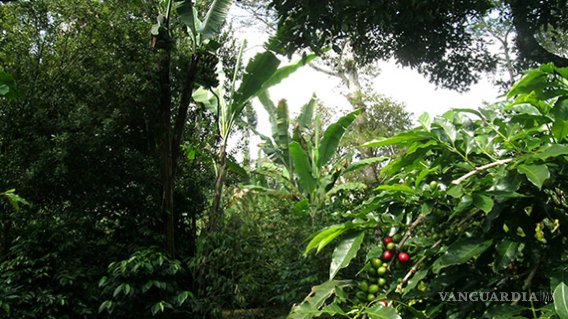 Cultivo de café ayuda a la preservación de los bosques de niebla en Veracruz