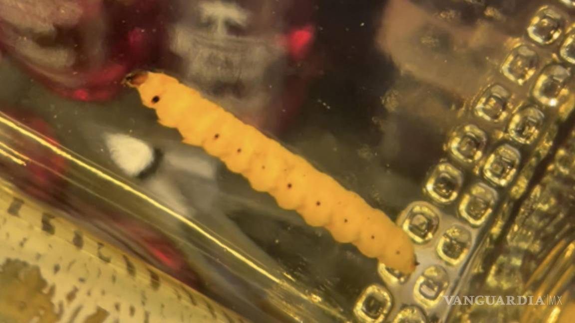 Científicos de Florida descubren que los gusanos en las botellas de mezcal en realidad son orugas de polilla