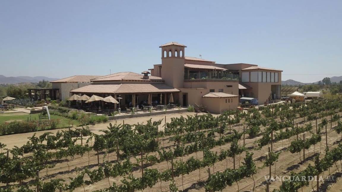 $!Salieron políticos 'buenos' (y vivos) para el vino: aprovechan apoyos federales para sus viñedos