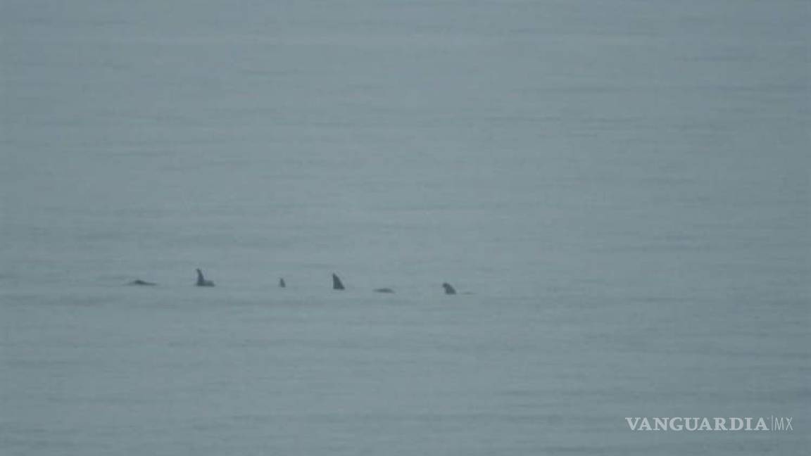 Delfines nadan libremente en playa de Veracruz
