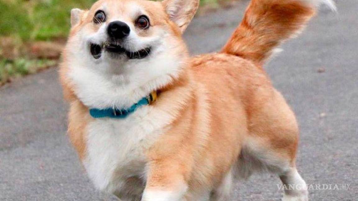 Los lomitos están de fiesta... hoy se celebra el Día Mundial del Perro; en México hay 19 millones