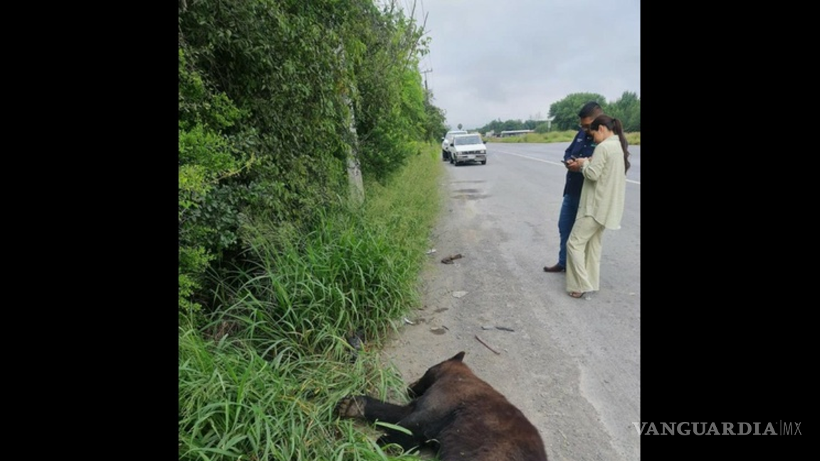 $!El resultado de esta medida ha ocasionado la muerte de los osos que terminan atropellados en las carreteras, desaparecidos o bien regalados a zoológicos de otros estados y, en el peor de los casos, vendidos en el mercado negro