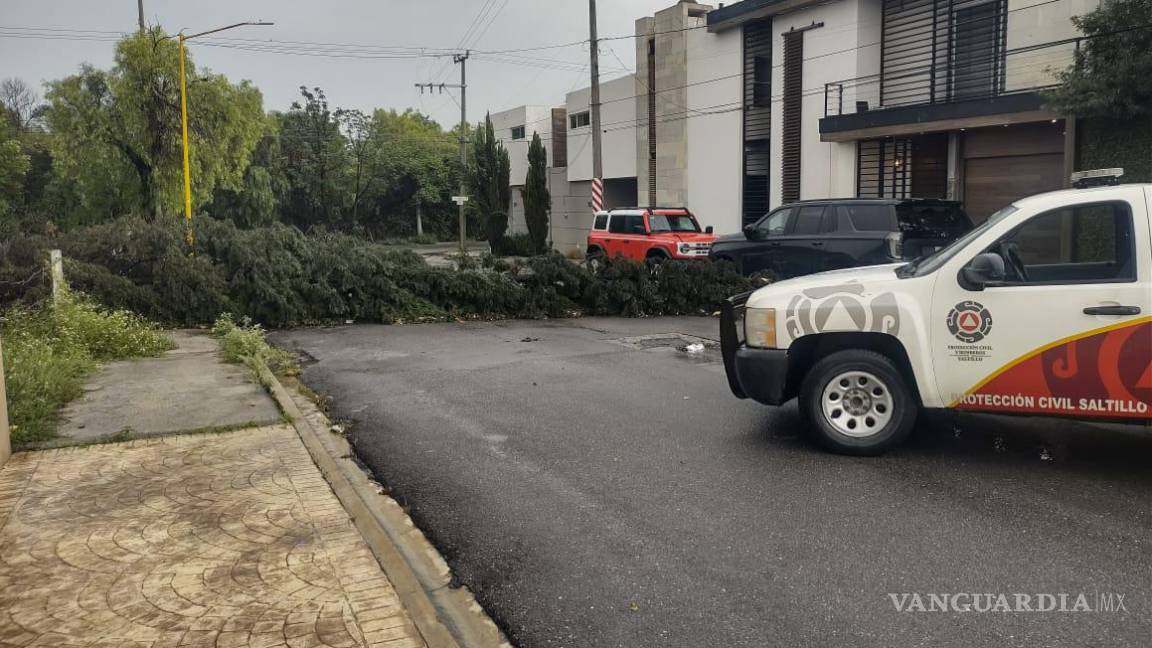 $!Uno de los árboles caídos en la colonia Brisas Poniente fue retirado por brigadas municipales; el incidente no dejó personas lesionadas.