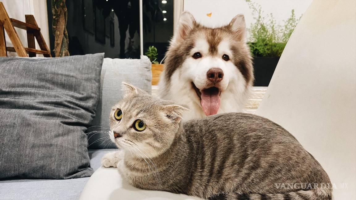 $!Crea rutinas según tu horario, considera que las mascotas tienen que satisfacer sus necesidades básicas.