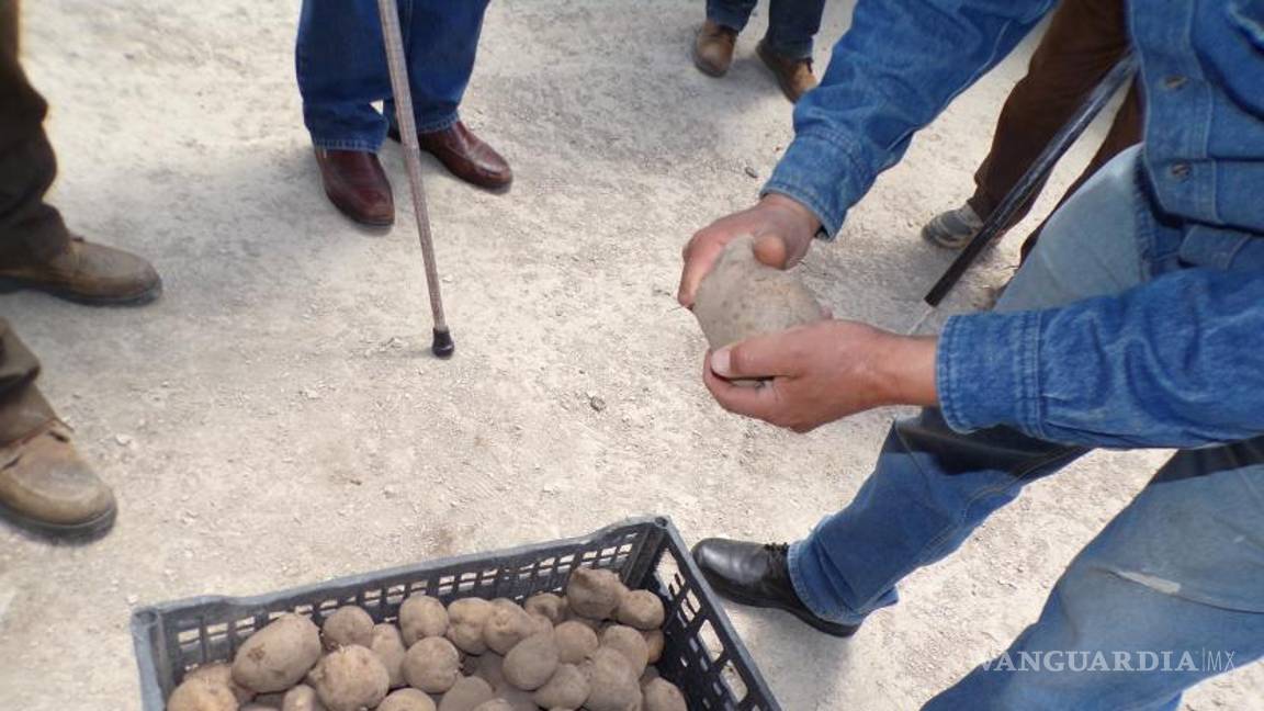 $!Estas variedades de papa son muy resistentes a enfermedades.