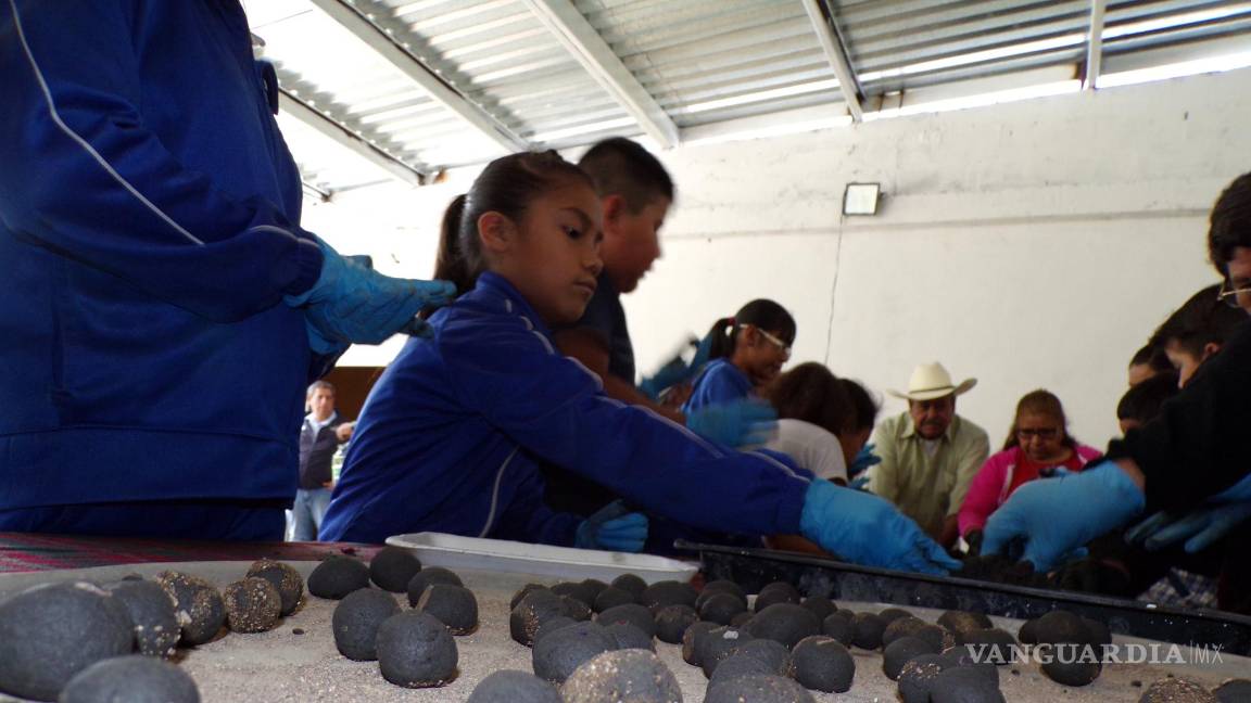 $!En cada bolita van tres semillas, que esperan caigan en tierra fértil.