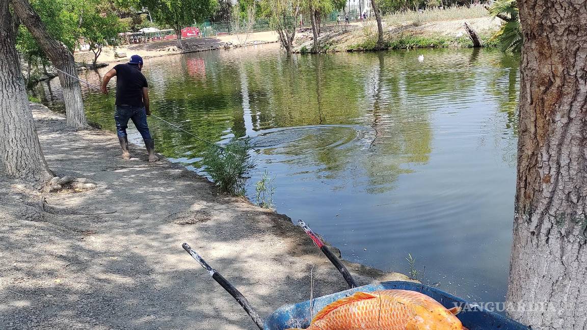 Pasa de Ciudad Deportiva a ser ‘cementerio de peces’ en Saltillo