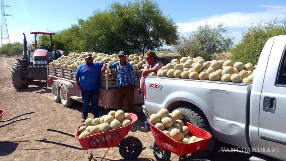 Integran comité para evitar el coyotaje en la venta de melón de La Laguna