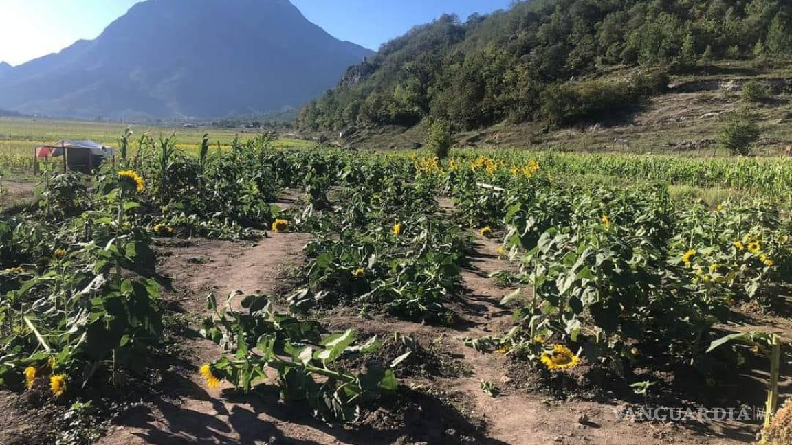 Denuncia alcalde de Santiago, Nuevo León, daños a sembradíos de girasoles