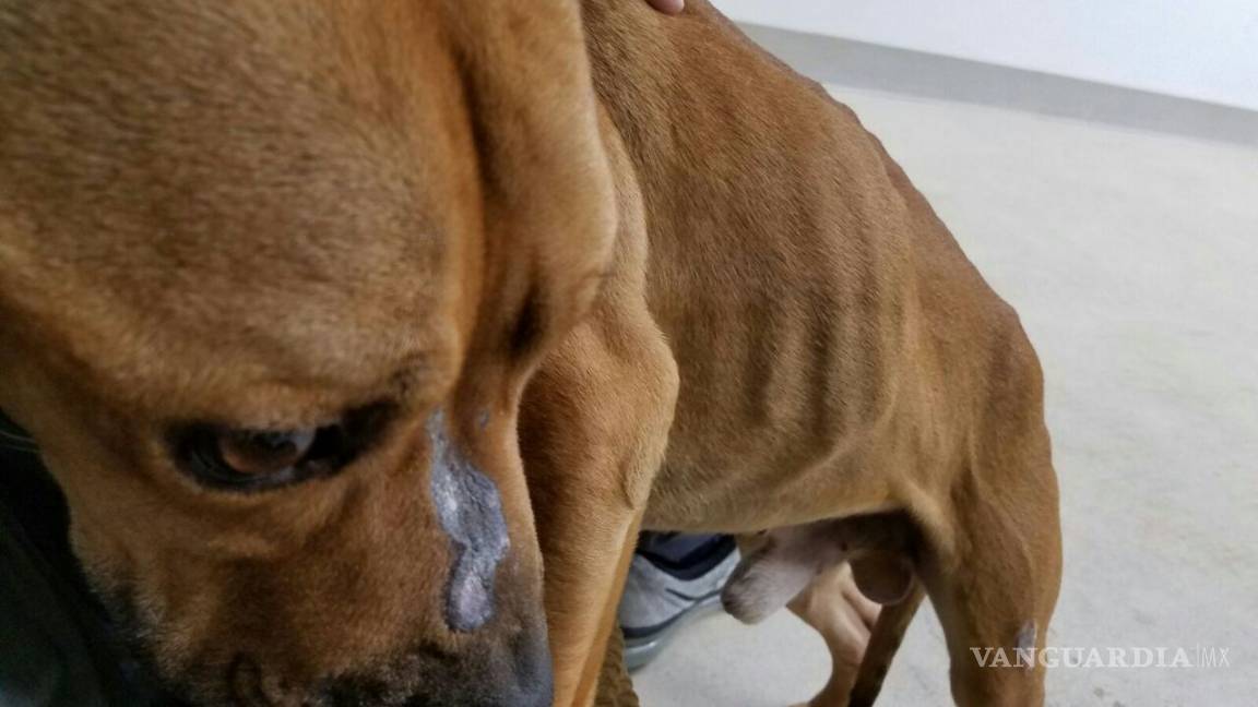 $!Revelan que el perro Max fue violentado a golpes y que sufre de desnutrición