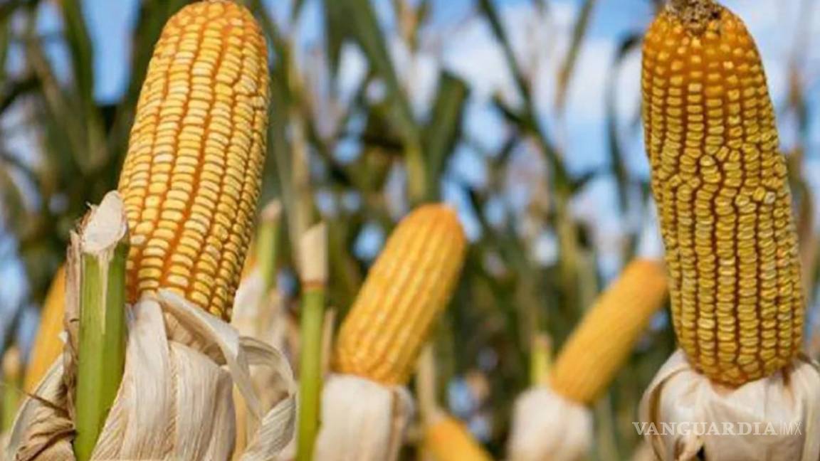 Aplicaría EU aranceles a México debido al conflicto por el maíz transgénico