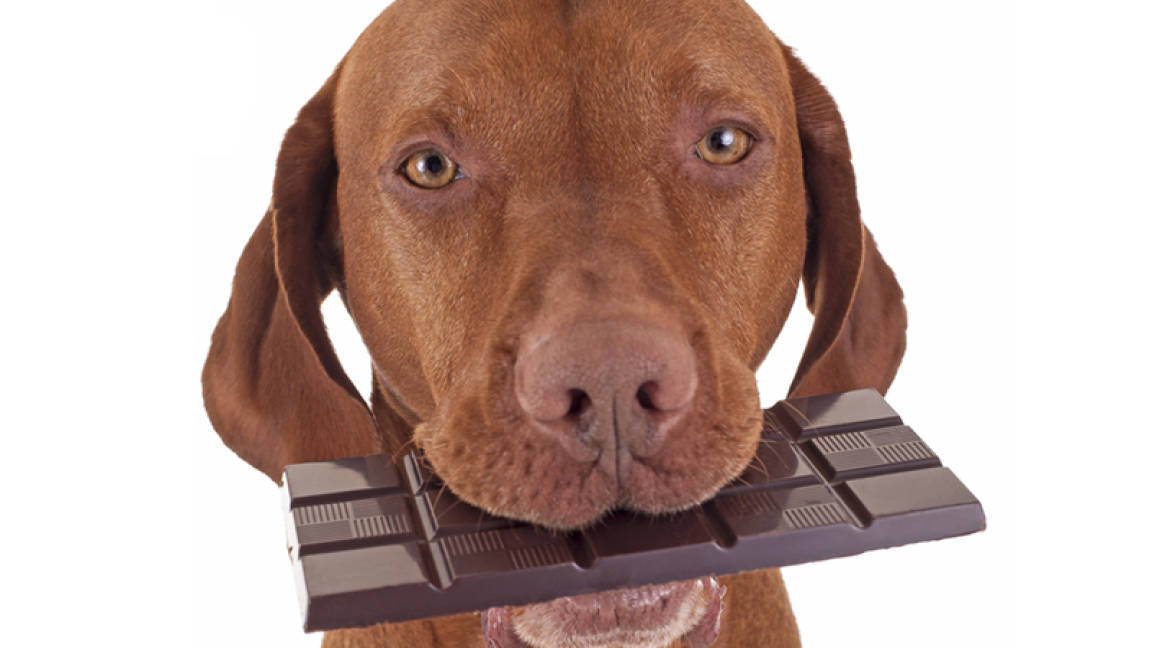 Esta es la razón por la que el chocolate es mortal para tu perro