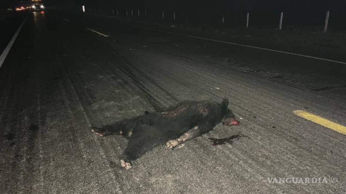 $!El oso murió al ser arrollado.