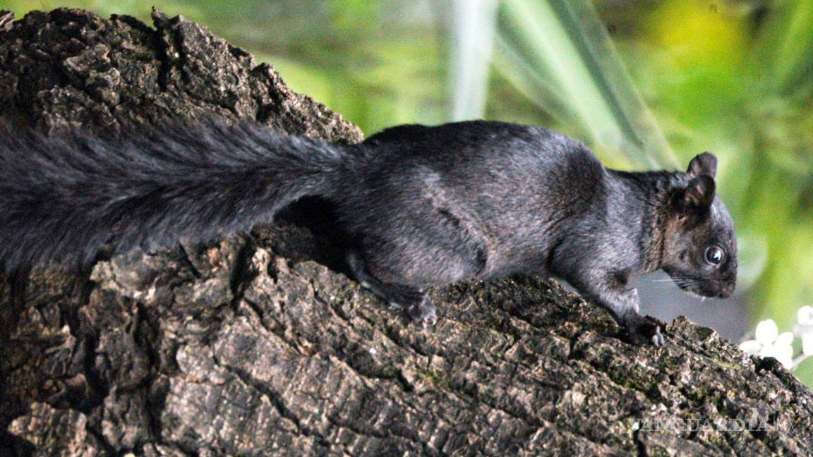 Ardillas, aves y osos de Coahuila, amenazados por efectos del cambio climático