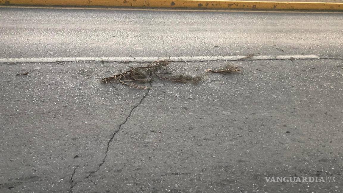 $!Usuarios de Facebook reportaron haber visto un arbusto tirado por las calles.