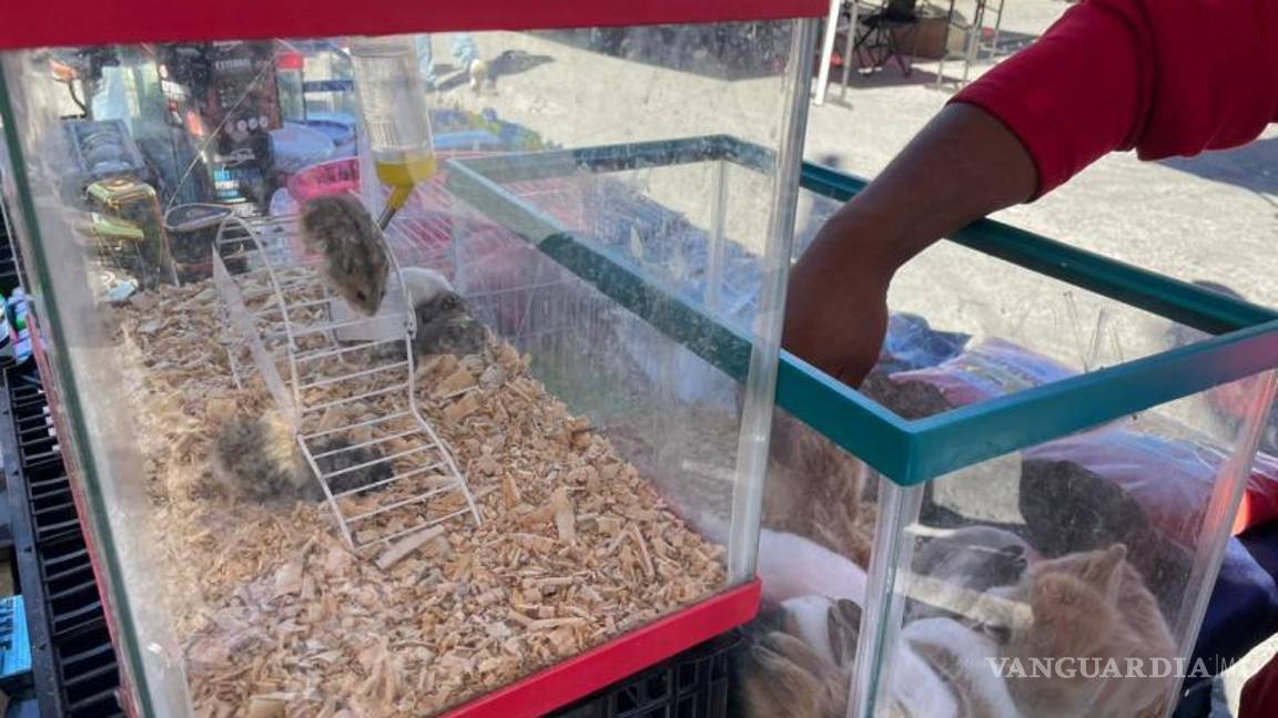 $!Además de cotorros, en los mercados se comercializan ninfas, canarios y otras especies, junto con conejos, hámsters y peces.