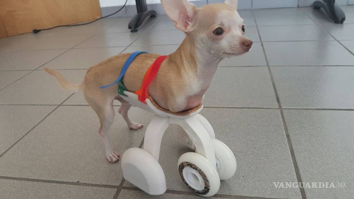Desarrollan en México primera prótesis canina en 3D